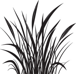Black silhouette of tall wild grass and wheat plants on white background
