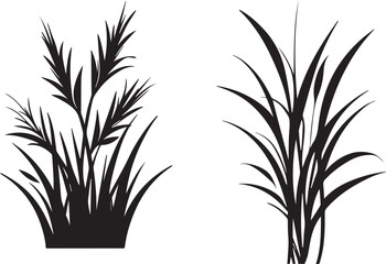 Black silhouette of tall wild grass and wheat plants on white background