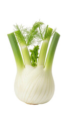 Crisp, isolated fennel bulb with green stalks and feathery leaves