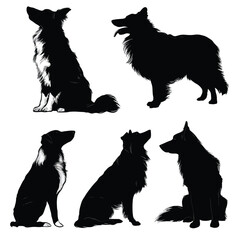 Collection of border collie dog silhouettes in various poses isolated on white background