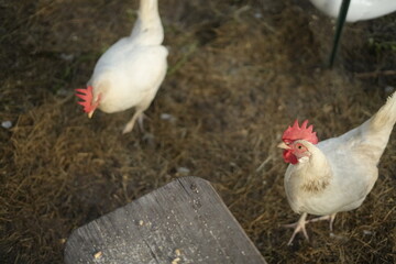 White chickens hens hey farm