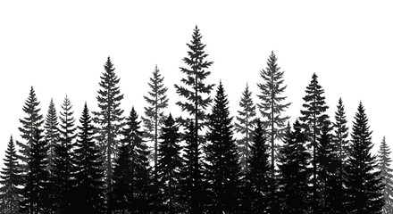Silhouette of a dense forest with tall pine trees