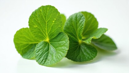 Fresh green Centella asiatica leaves lie on clean white surface. Medicinal herb known as Gotu Kola, used in traditional ayurvedic healing. Natural ingredient for health food, eco skincare, beauty