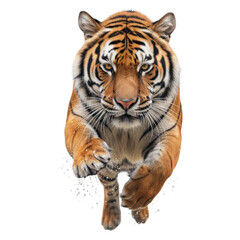 Obraz premium A majestic orange and black striped tiger leaps forward, intense gaze fixed ahead
