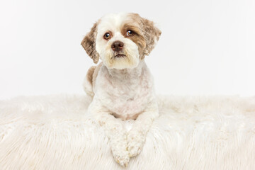 Small White and Brown Dog on Fluffy Rug