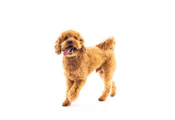 Playful Apricot Poodle Walking on White