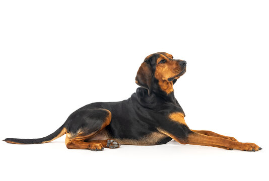 Black and Tan Coonhound Lying on White Background