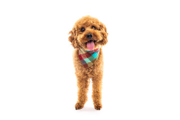 Happy Poodle with Colorful Bandana