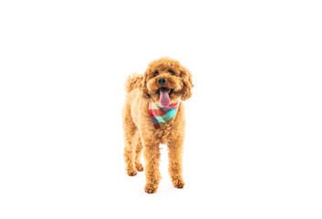 Playful Apricot Poodle with Bright Bandana