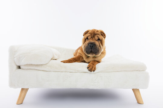 Shar Pei Relaxing on Mini Cream Sofa