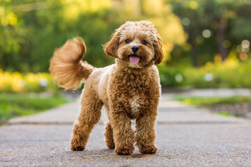 Playful Brown Dog on Park Path