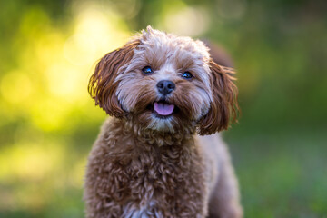 Smiling Brown Dog Outdoors