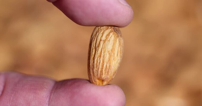 a large amount of hard raw almonds is held in the hand against the background of other nuts