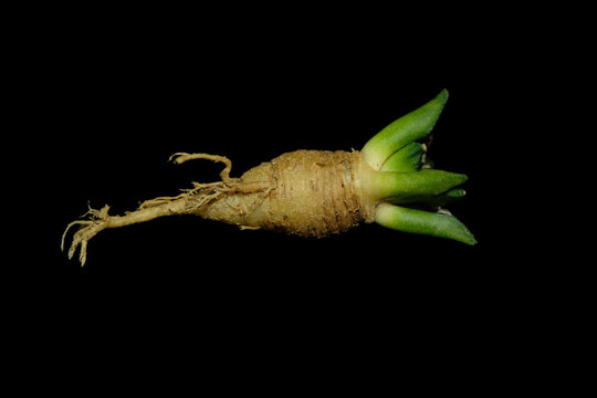 Close up anatomy of Ariocarpus kotschoubeyanus var. elephantidens taproot cactus plant. Isolated on black background color