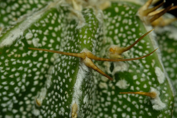 Detail radial spines of Astrophytum ornatum cv. Fukuryu Hania cactus plant. Isolated on black background