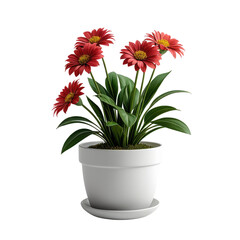 Red gerbera daisies blooming in a white pot, isolated on black