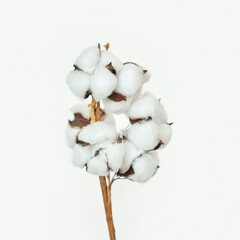 Close-up of fluffy white cotton bolls on brown stems against a plain background.