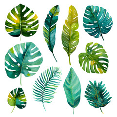 Tropical leaves watercolor collection isolated on transparent background