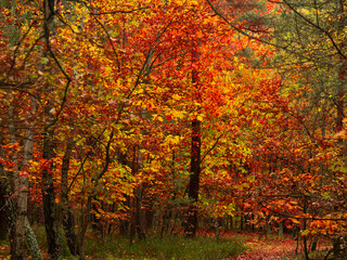 Autumn in the forest at late afternoon october