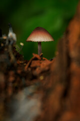 Small gilled mushroom with a brown cap growing near a decaying tree stump.
