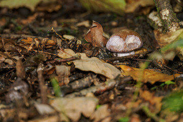 Obraz premium Nibbled mushroom with a brown cap growing in fallen oak leaves. 