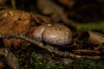 Shiny cap of a small brown mushroom growing on the ground near a twig.
