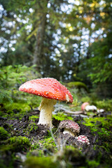 mushrooms close up in autumn forest