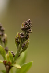 Syringa buds macro close-up