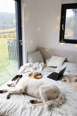 white dog sleeping. in big cozy bed