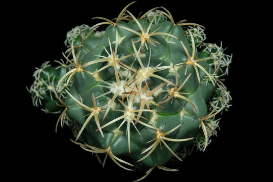 Close up top view of Coryphantha elephantidens ssp Bumamma. Isolated on black background color