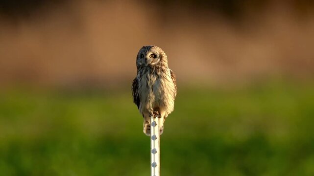 A short-eared owl in evening light perched on a post watching other birds pass by
