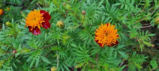 Close-up of marigold flowers in full bloom
