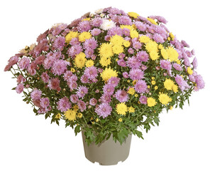 Chrysanthème multicolor en pot	