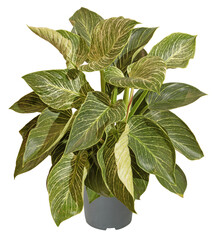 Philodendron Birkin en pot