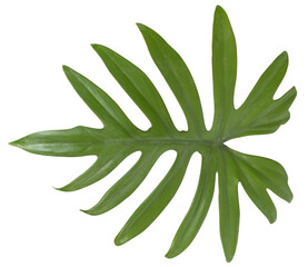 Feuille de Philodendron Mayoi	