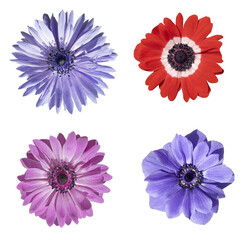 Différentes fleurs d'anémone