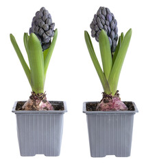 Jacinthes bleues en pot