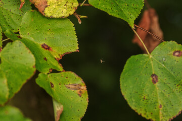 Small spider on a strand of web among green linden leaves.

