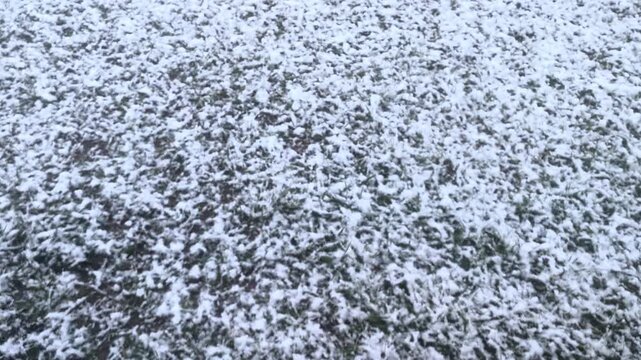 Erster Schneefall auf gr&uuml;ner Wiese &ndash; dicke Schneeflocken, Wintereinbruch und Naturwandel im Wetterwechsel: Fr&uuml;her Winter trifft auf unber&uuml;hrte Landschaft