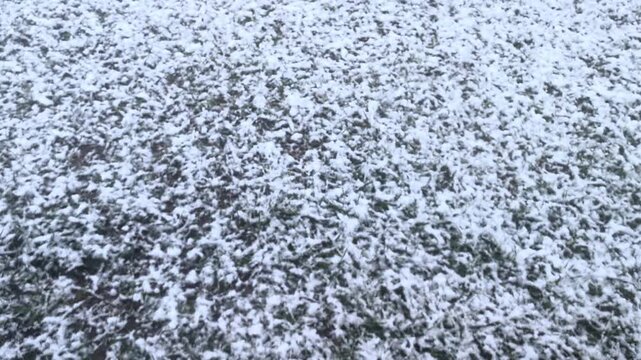 Erster Schneefall auf gr&uuml;ner Wiese &ndash; dicke Schneeflocken, Wintereinbruch und Naturwandel im Wetterwechsel: Fr&uuml;her Winter trifft auf unber&uuml;hrte Landschaft