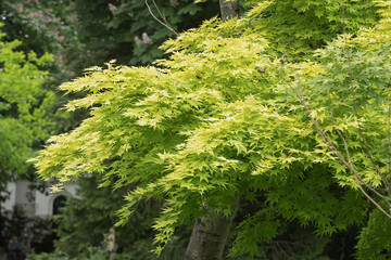  Acer shirasawanum 'Jordan'