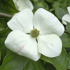 Fototapeta premium Gros plan de fleurs de Cornus kousa
