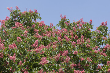 Marronier à fleurs roses