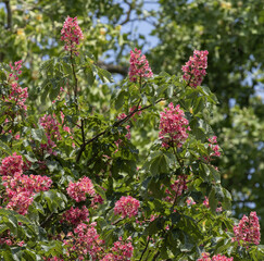 Marronier à fleurs roses
