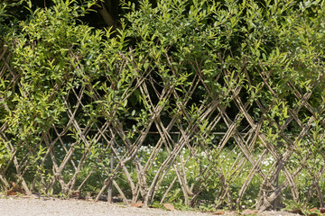 Haie de  Saule à bois brun tressé