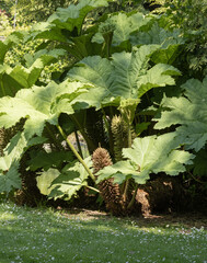 Gunnera tinctoria