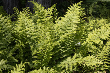 Dryopteris cycadina