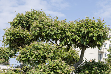 Cotoneaster coriaceusen taille nuage