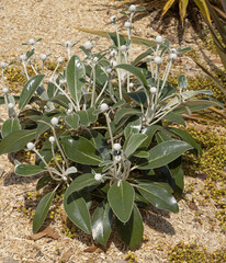 Pachystegia insignis