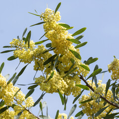 Acacia retinodes en fleurs